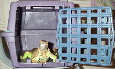 Darwin Cat Carrier.jpg